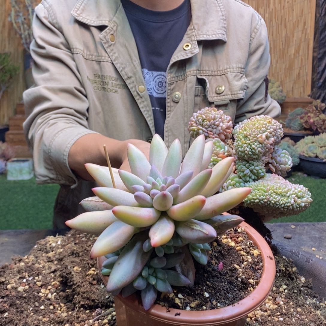 102号红蜻蜓多肉