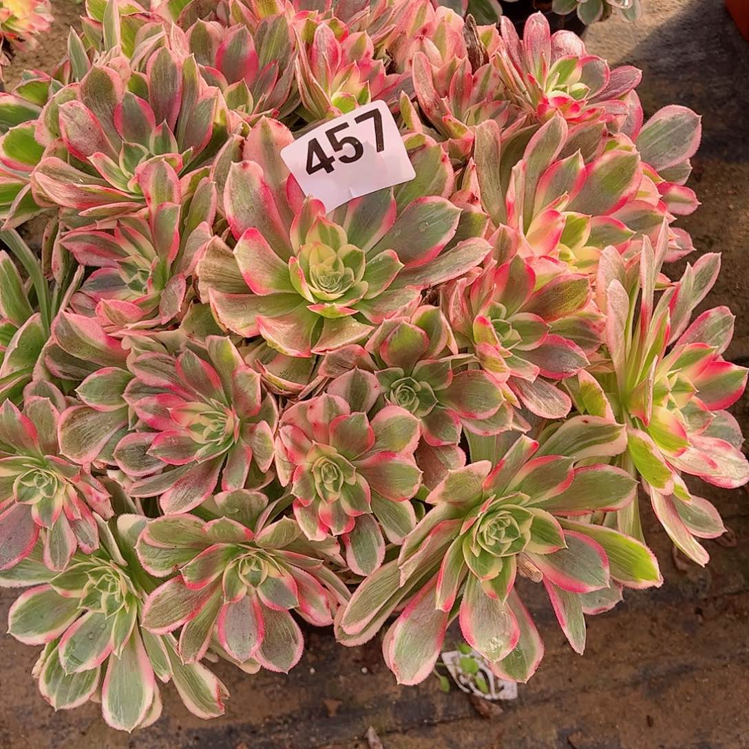 无花朵~****~多肉植物457