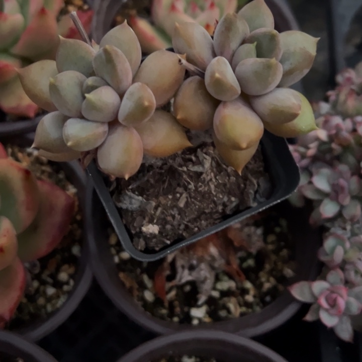 红象牙多肉植物476