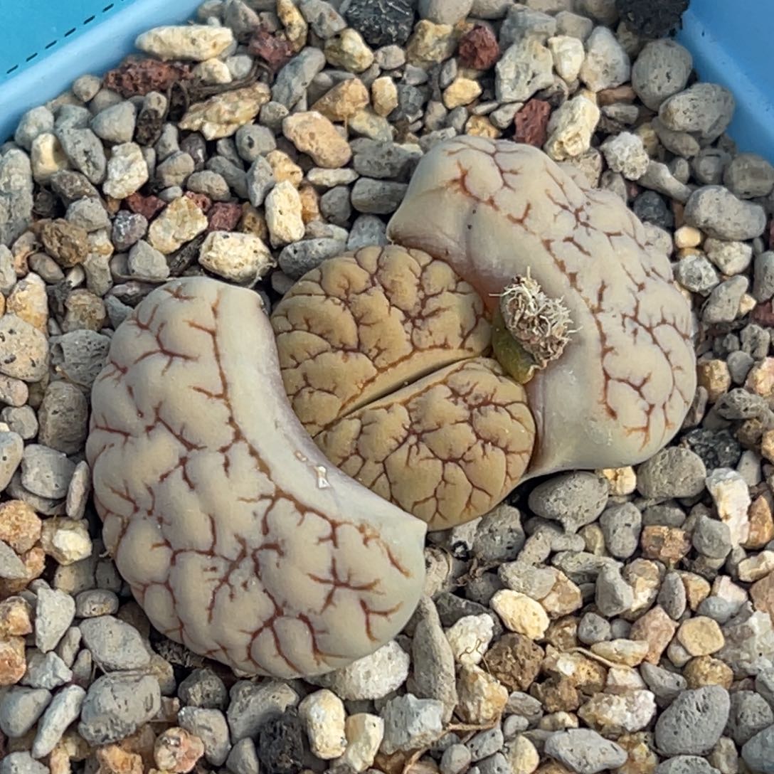 9802凹凸脑纹189一颗