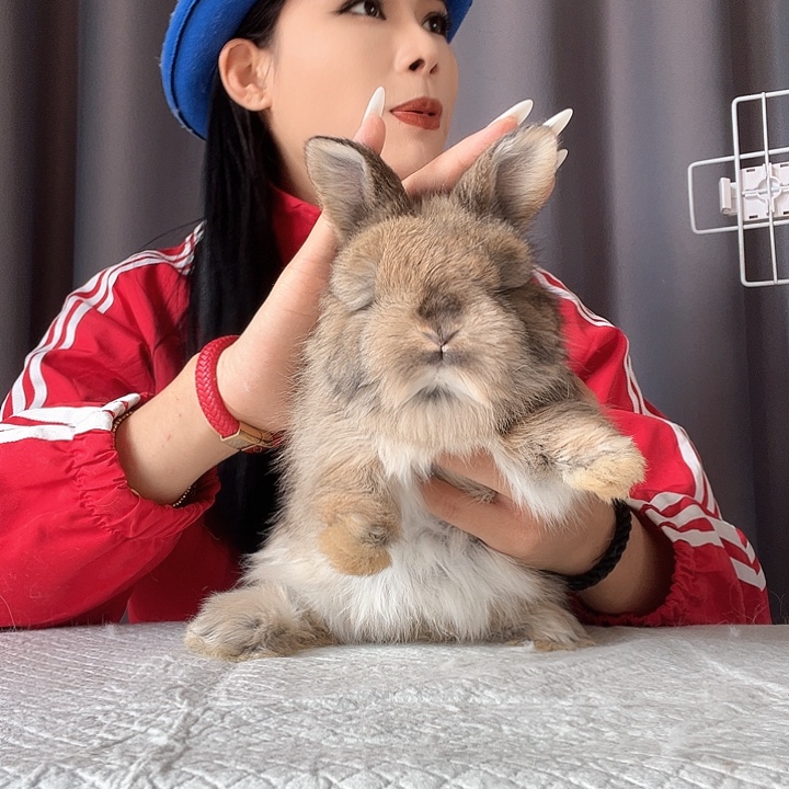 网红安哥拉兔板栗色弟弟福利的