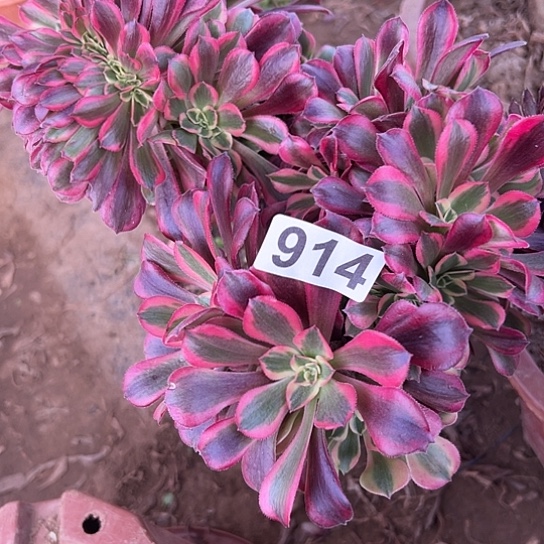 心***梦多肉植物一个美杜莎914