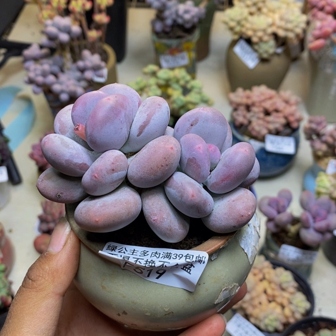 面*树519大叶奶多肉8c m