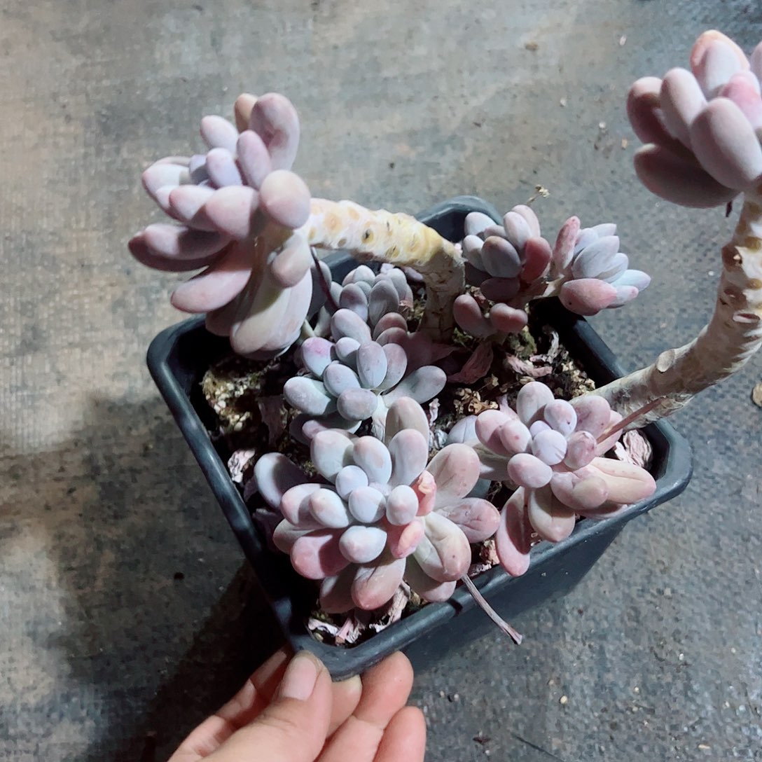 汤圆老桩，多肉植物