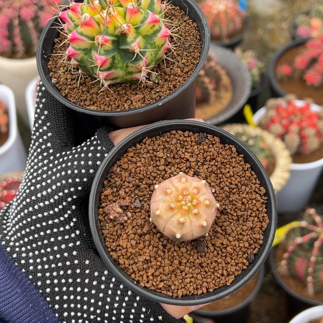 大*儿泰系侧芽花田和白锦轮回520