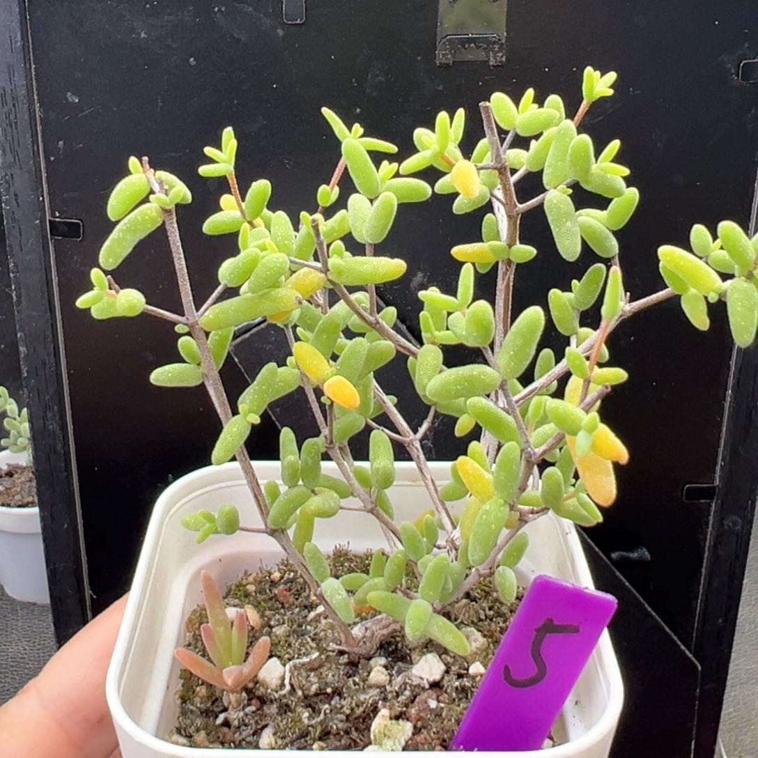 5号虞姬一物一拍