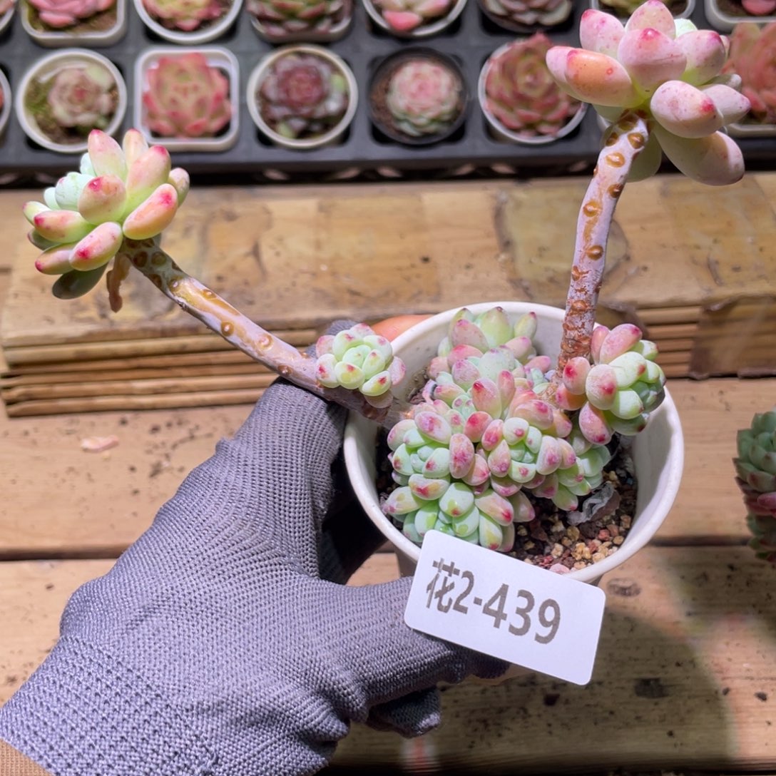 花利美2-439罗琦群