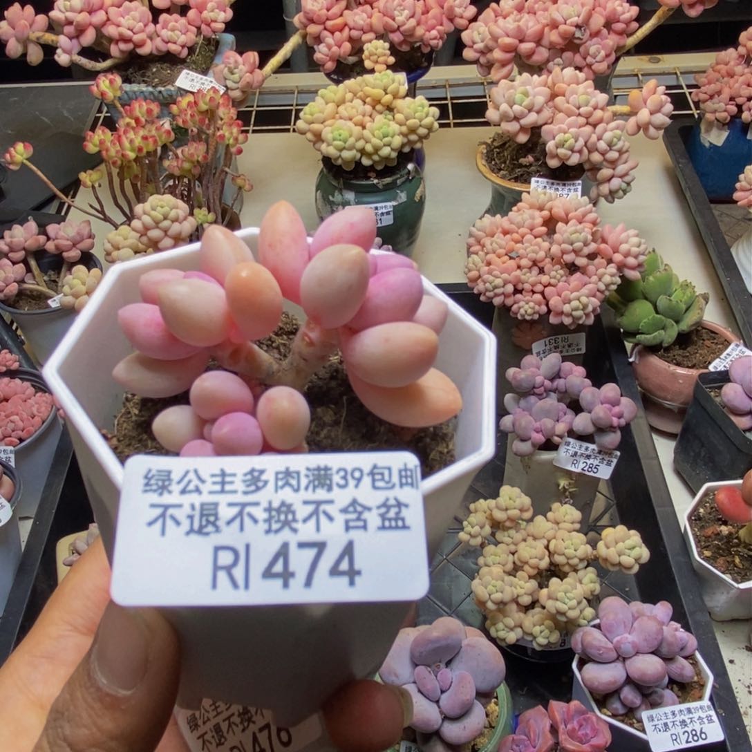 474汤圆奶多肉3c m