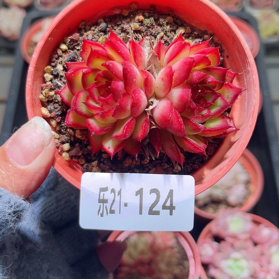 乐21-124萤火双头