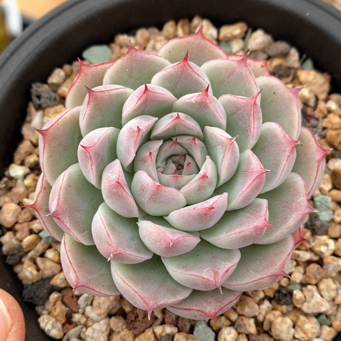 精品多肉一物一拍238