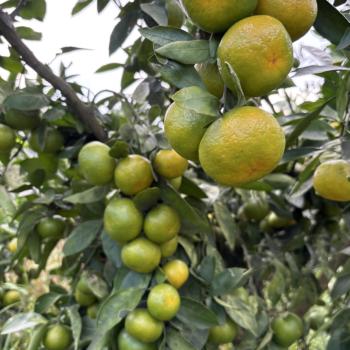 湘西新鲜季节瓜果