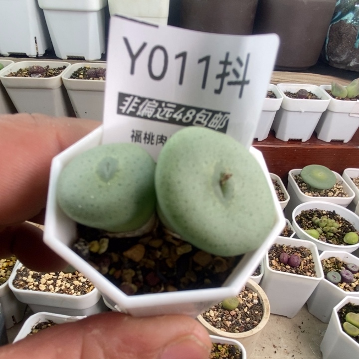 一物一拍011小酒杯两头