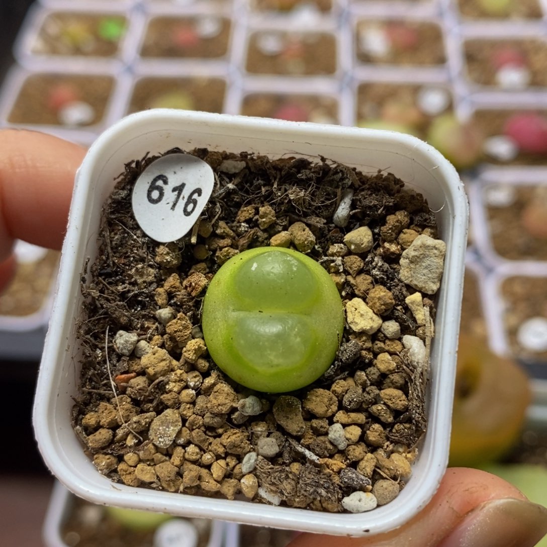 拉登1.6cm多肉带盆