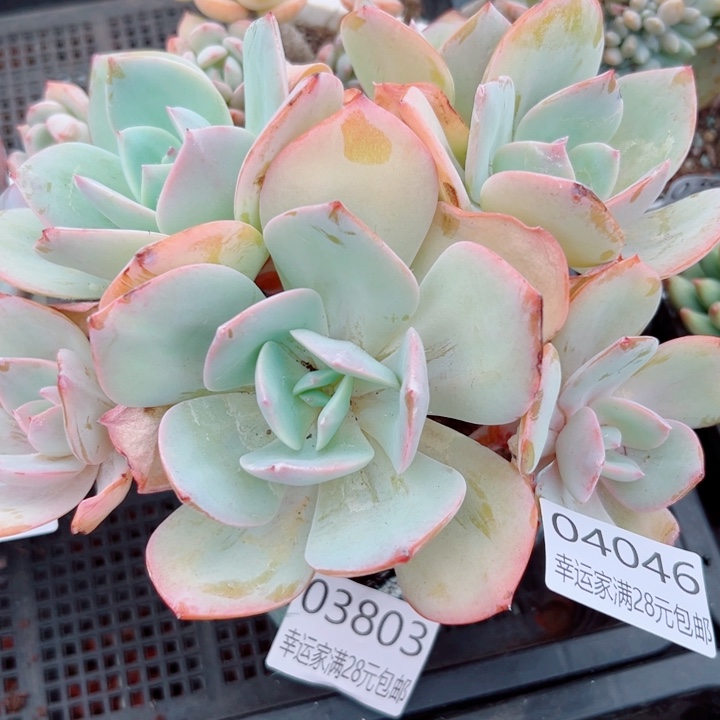 幸运的是我还没遇到