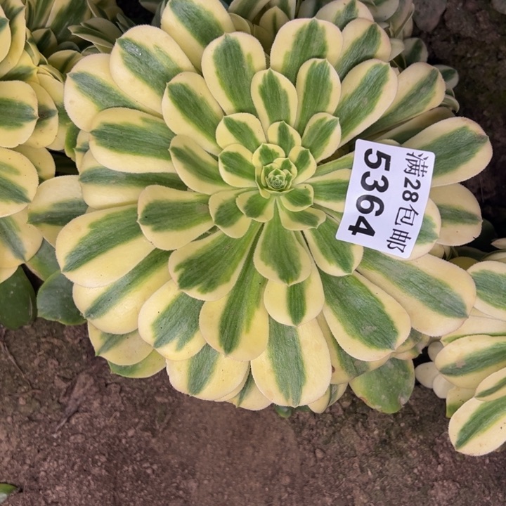 5364南雪莲多肉植物