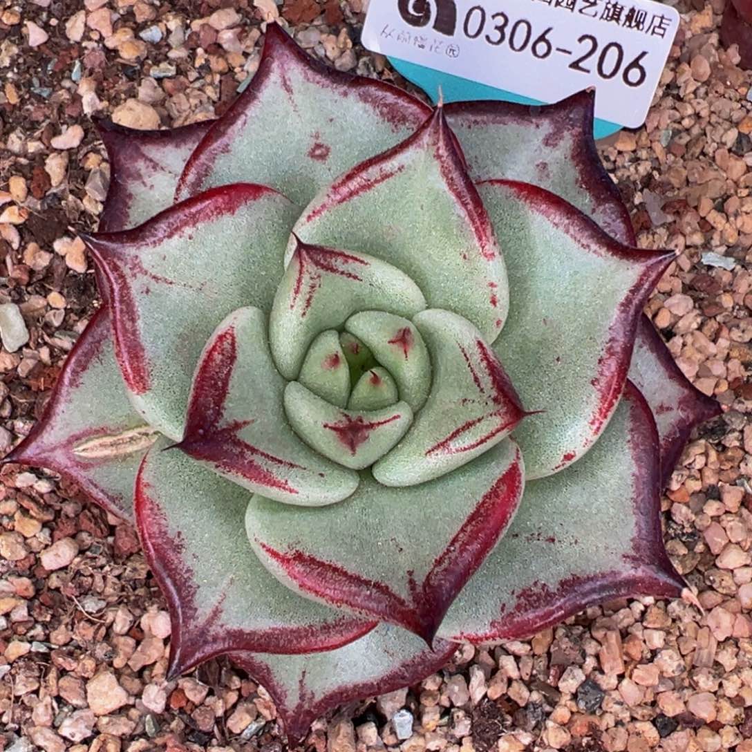 从前慢多肉精选编号0306.206