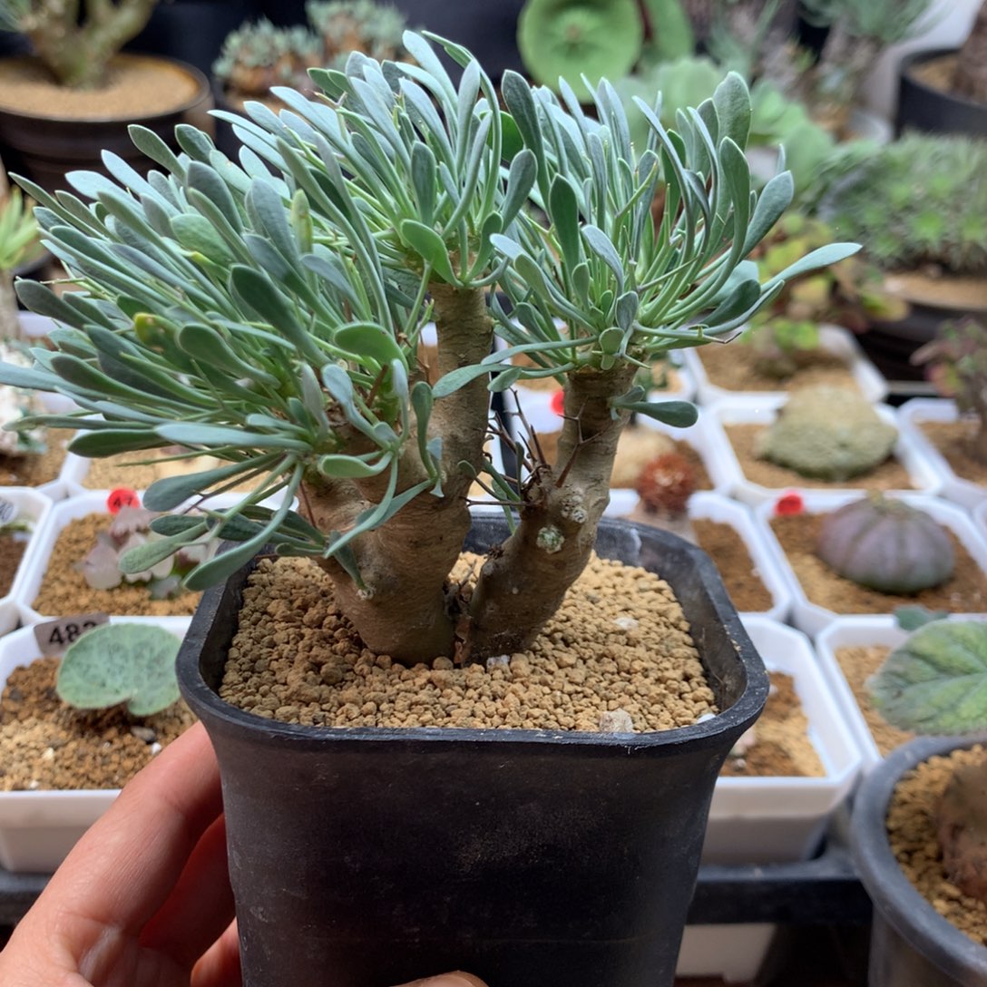 黑鬼殿厚敦菊脱土多肉