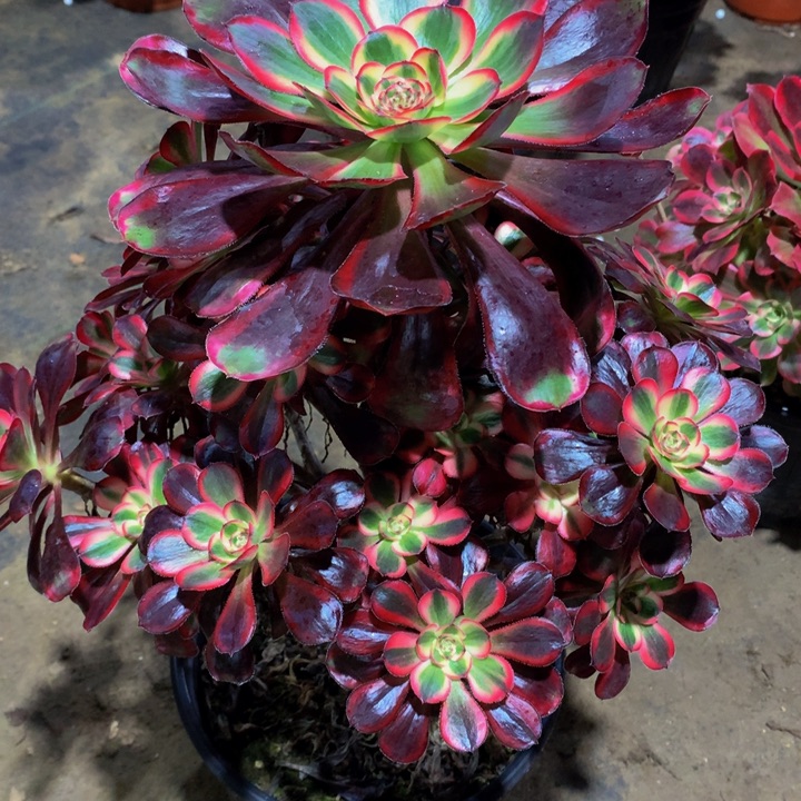 最***头无花朵香539000000000