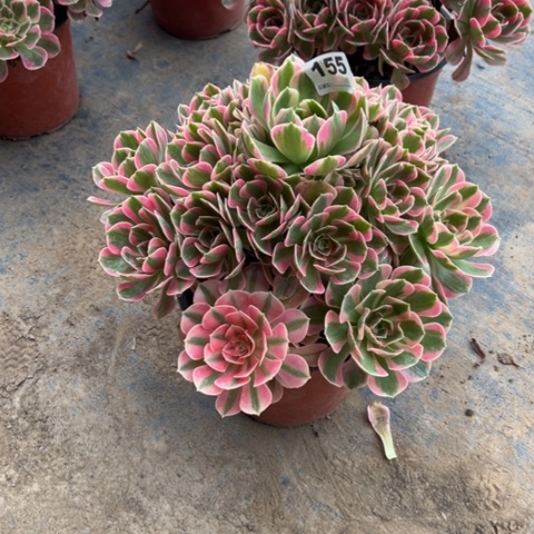 呆****155粉女郎手捧多肉，