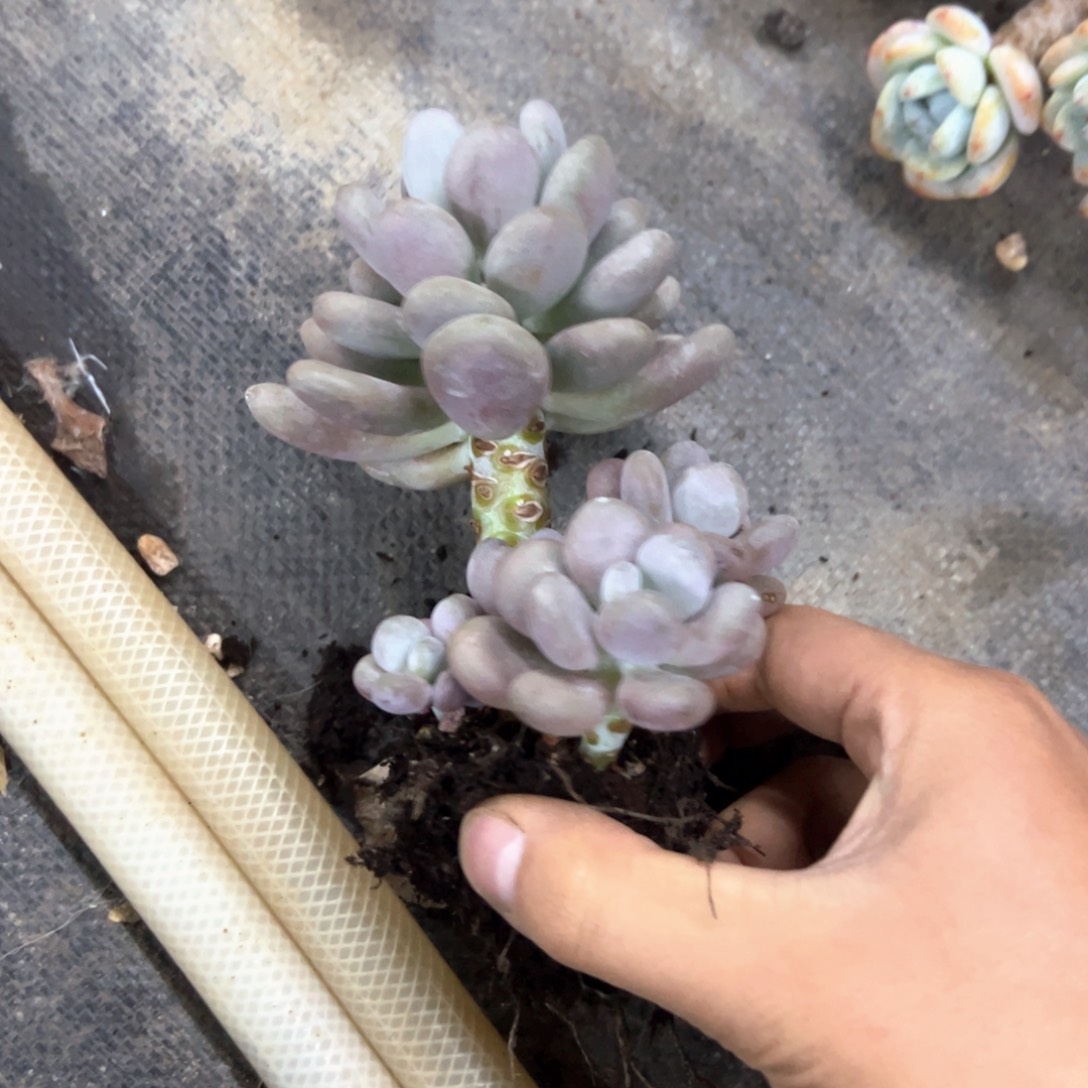 月美人28 零零多肉植物