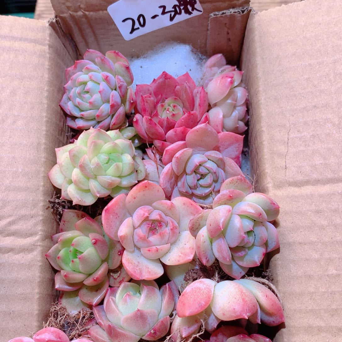 24-量拍脱土发20-30颗