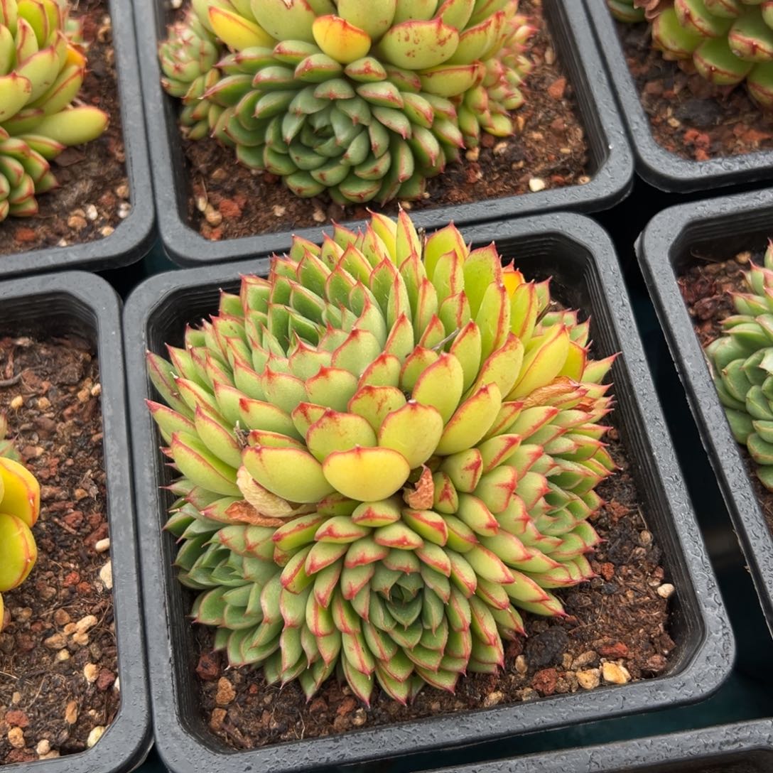 从前慢花园多肉编号1203-萤火虫群