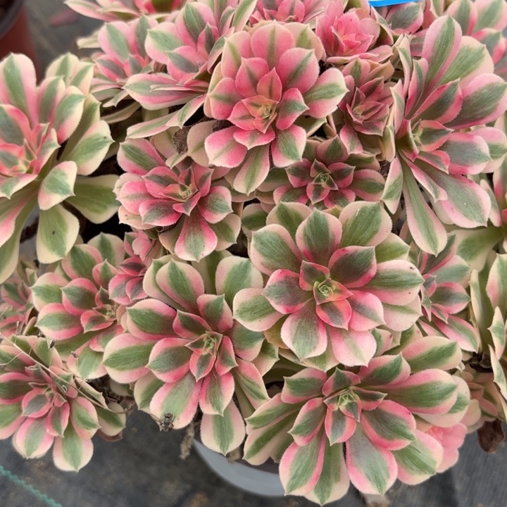 粉体女巫母本有砍2