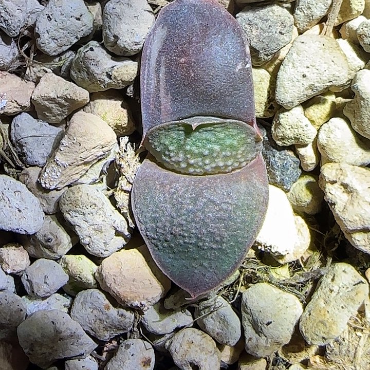 无标签卧牛锦实生苗