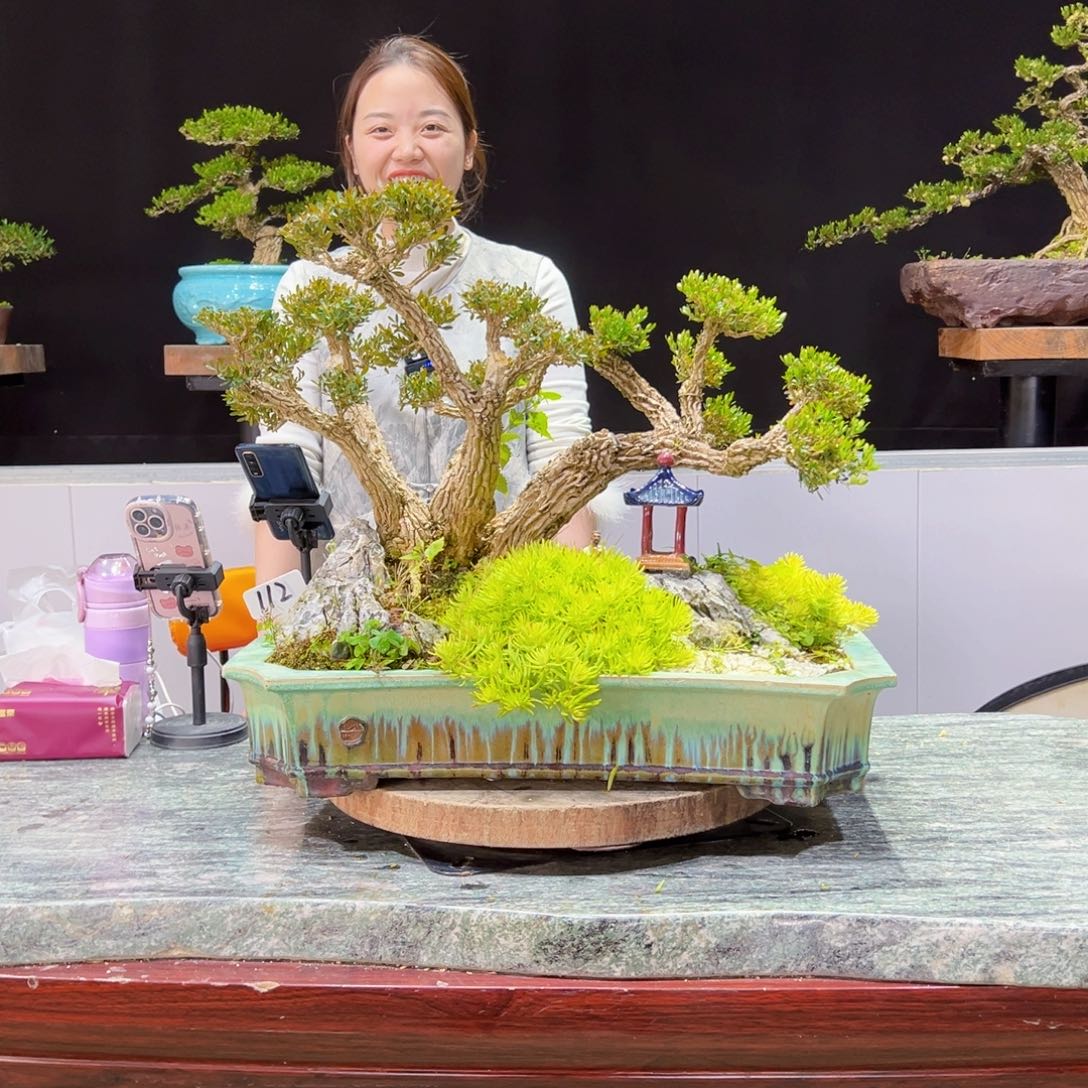 四季常青老桩黄杨盆景