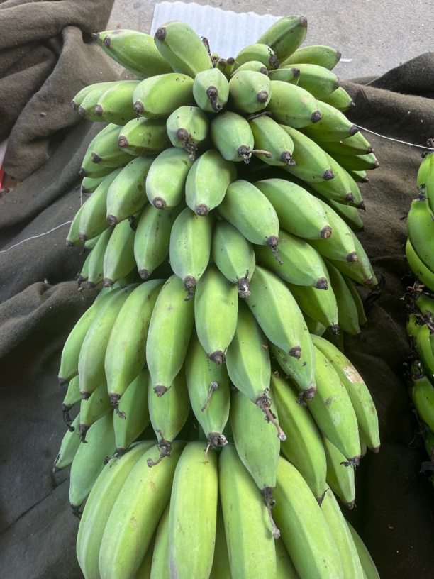 云南德宏老品种芭蕉