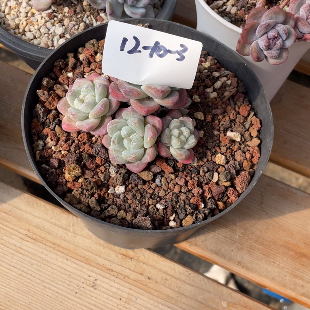 12-10-3静好多肉园艺