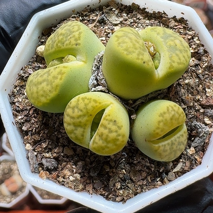 生石花1111111。   179