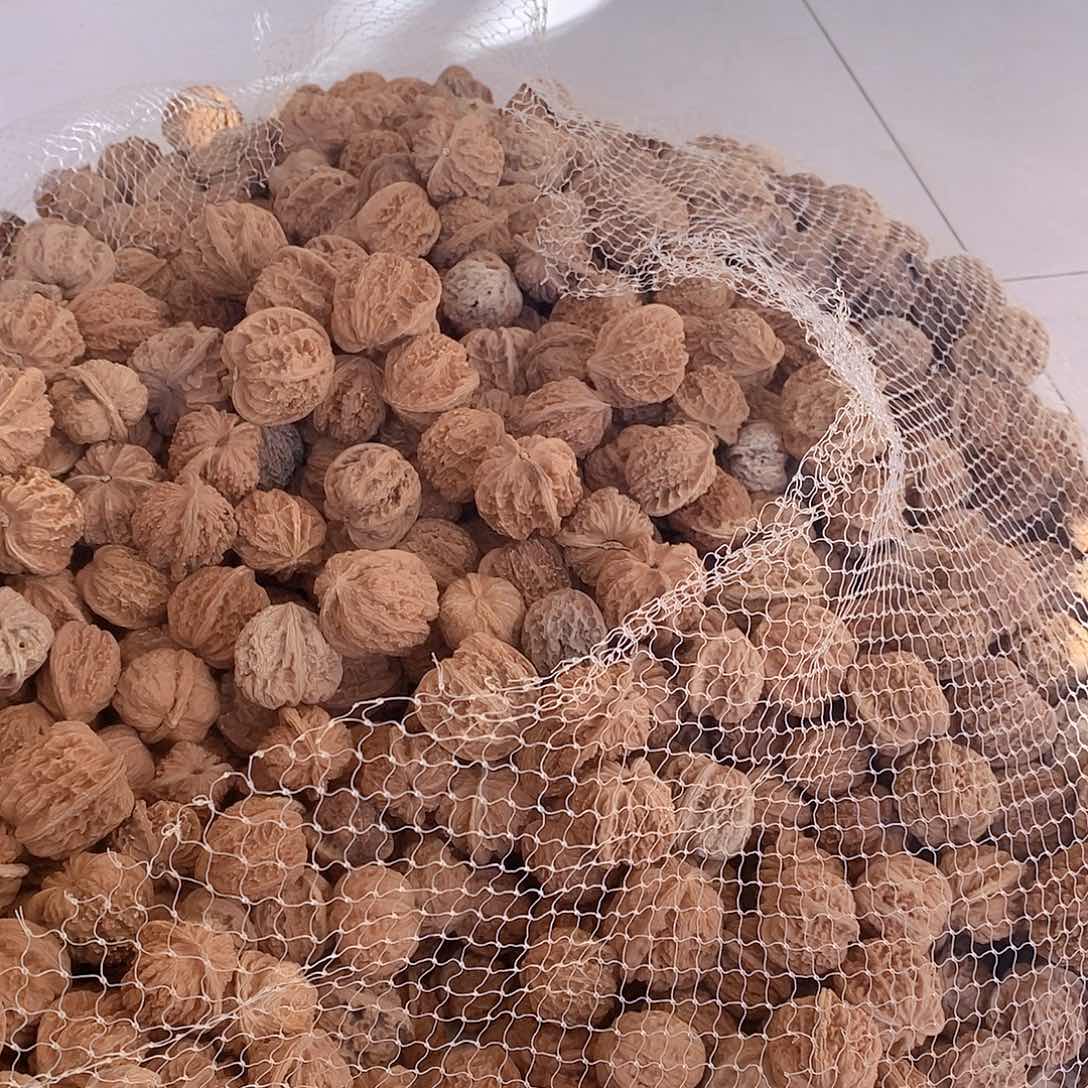 大叶紫檀（黑酸枝木类）50个原生芽种子发芽福利