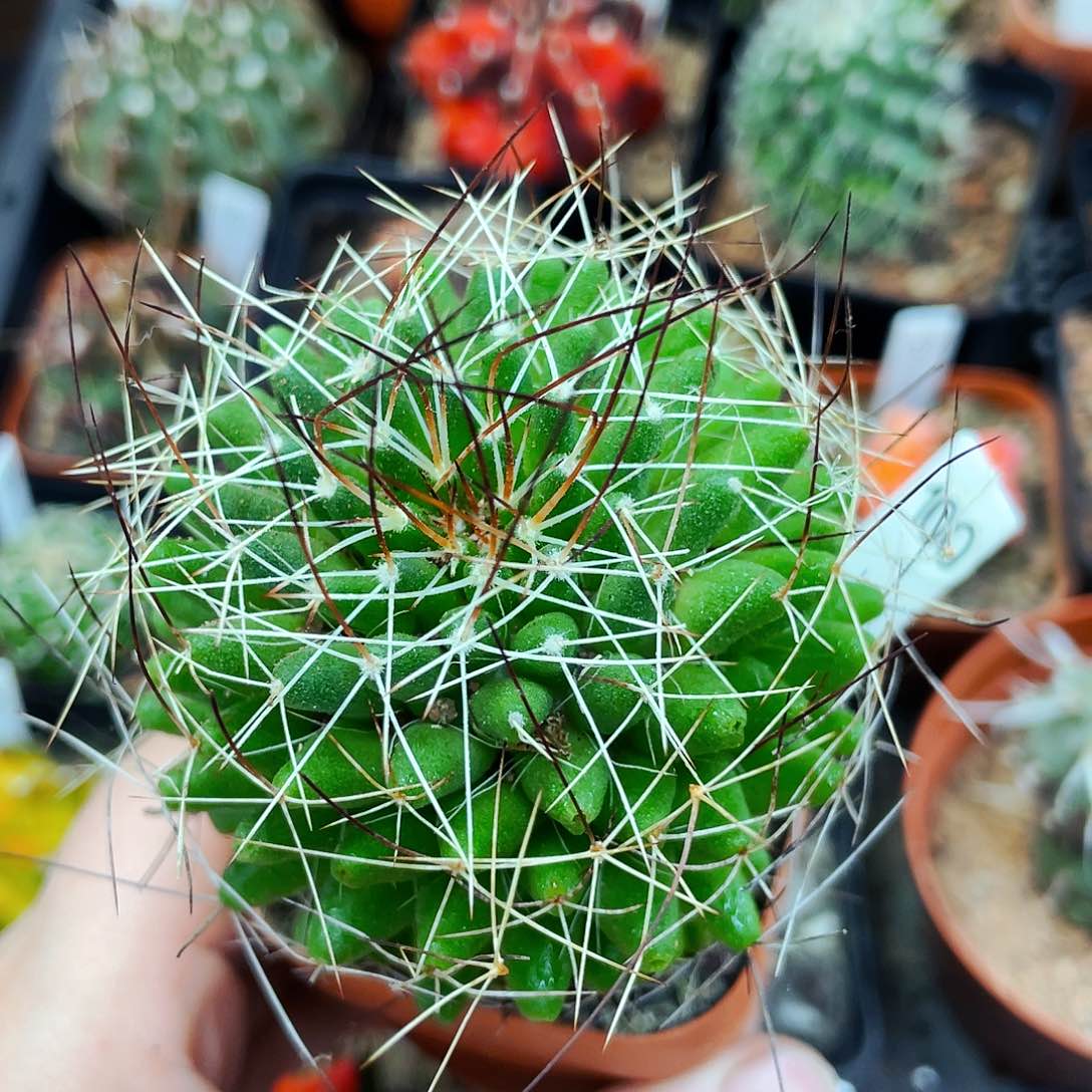 非偏远地区满25包邮仙人球