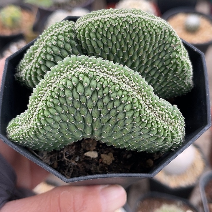 菊水缀化实生仙人球