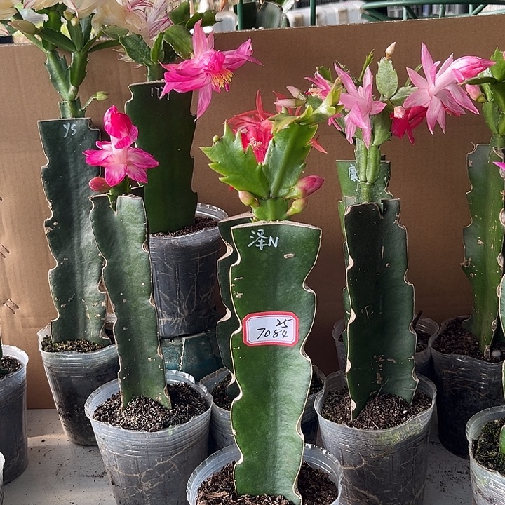 阎***民当前无花朵，栽培后可花朵泽娜