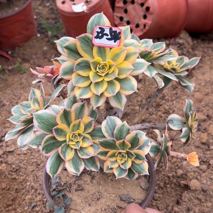 灿烂微瑕多肉植物23-54