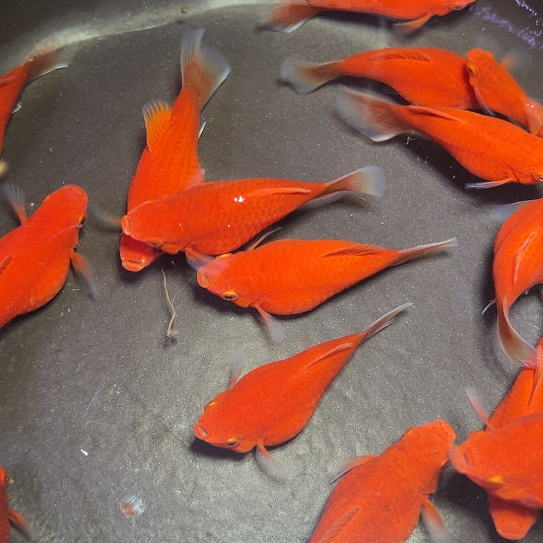 孔雀鱼大号太阳球6条母