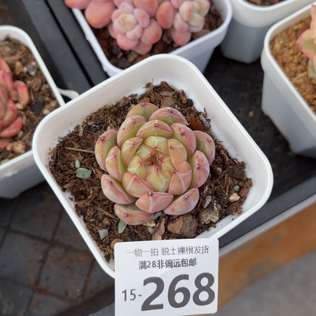 雪花珍妮一物一拍