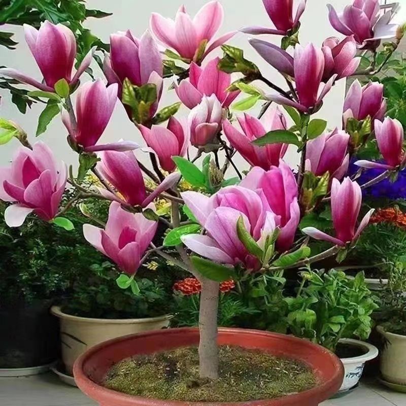 （3棵装）带花苞玉兰花树苗盆栽地栽南北方室内外庭院阳台当年开花