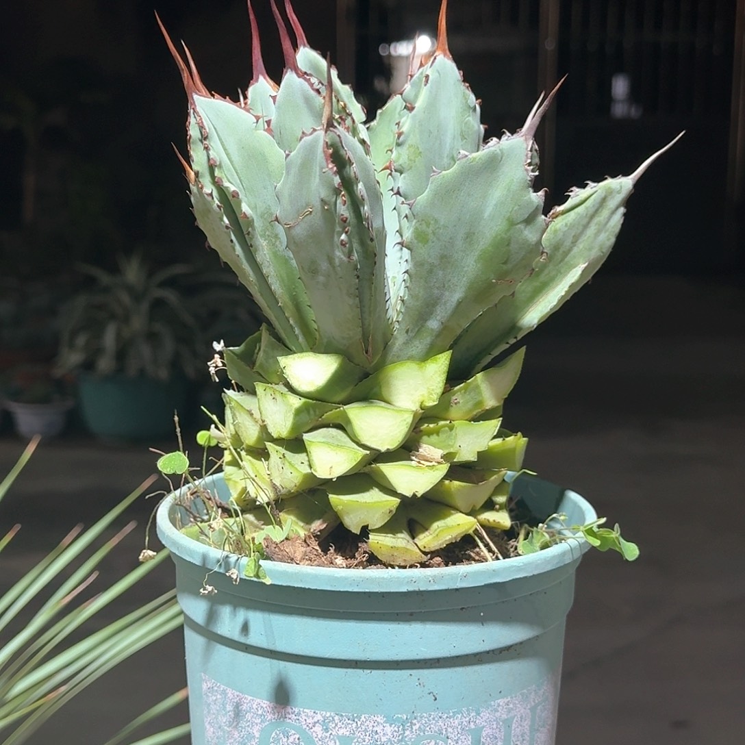 贝壳龙季节覆伦锦