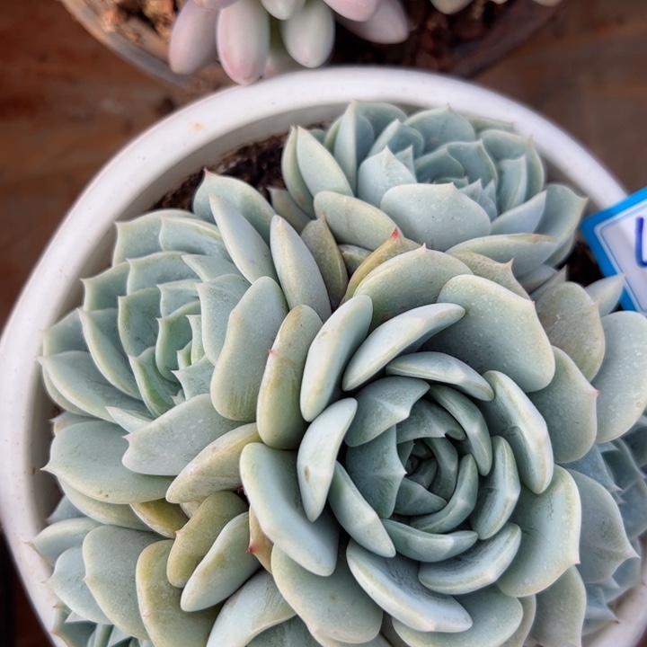 45劳林平平安安健健康康