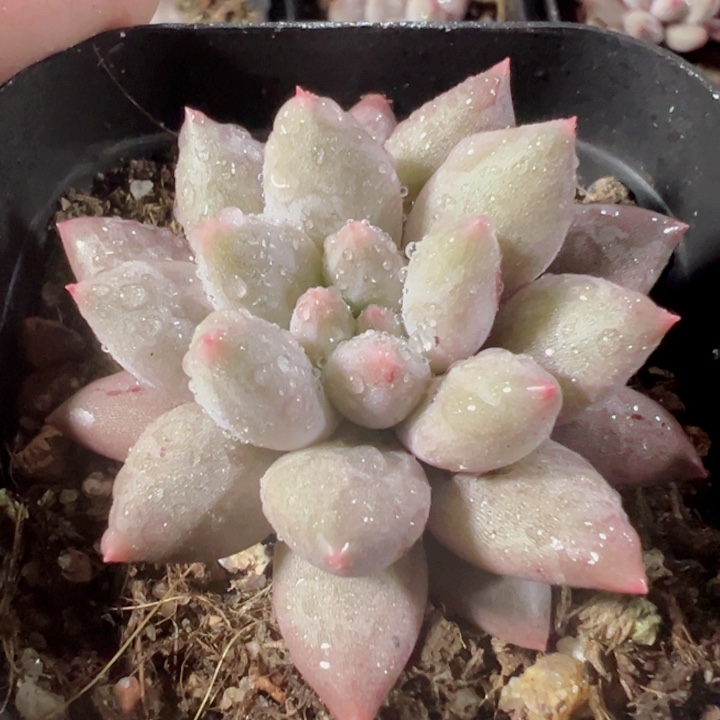车厘子精品多肉植物