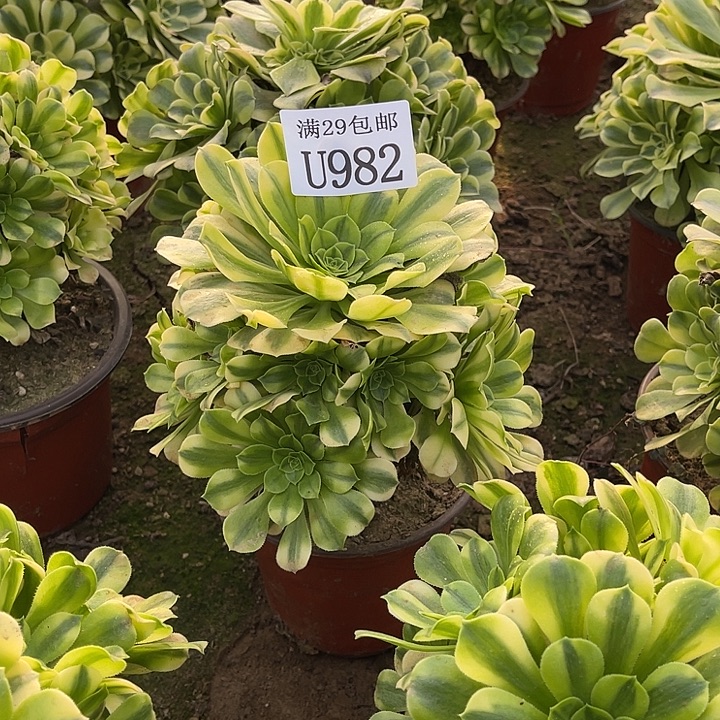 982金丝翡翠    多肉植物      