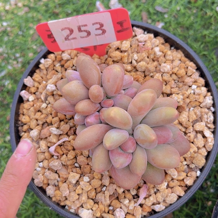 健健康康平平安安