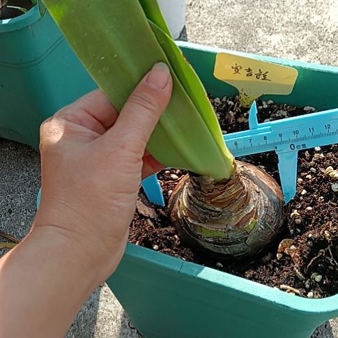 无花朵安吉拉8+发一个