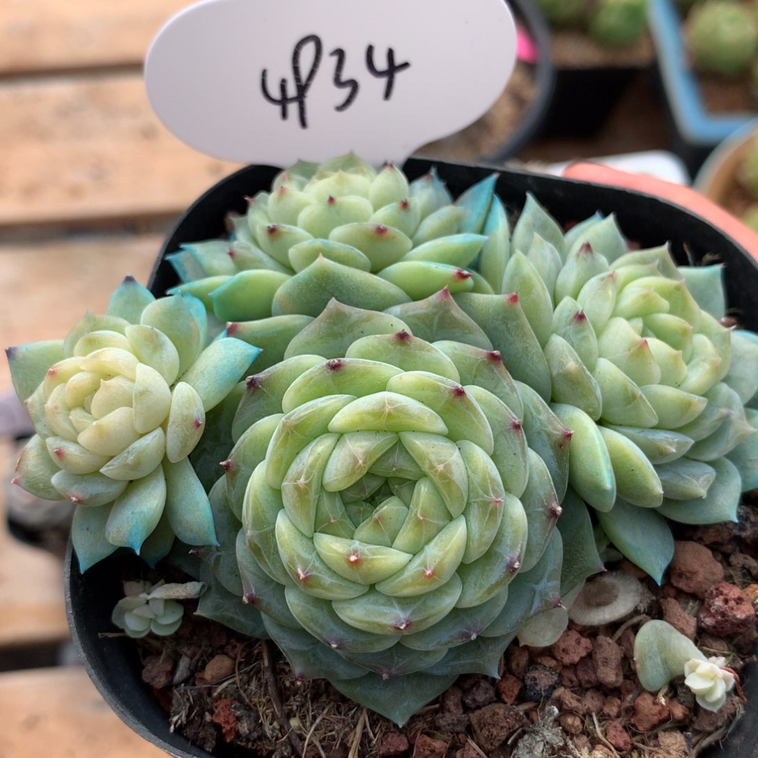 绿油透暗纹冰魄无砍群4934