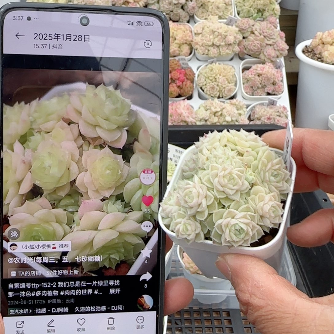 东**卿【闪购商品】0128-112（ttp-152-2）