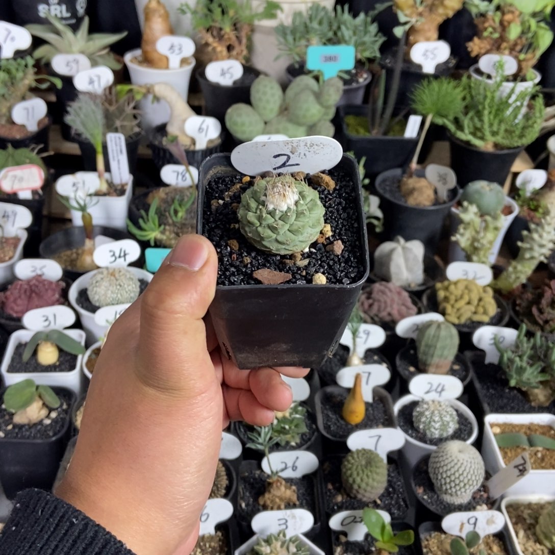 单头菊水一物一拍