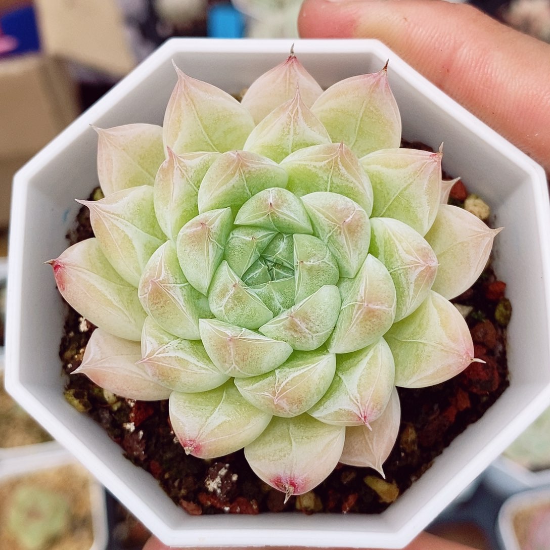白翡翠5-6cm多肉植物